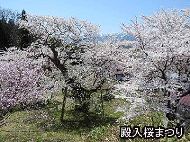 殿入桜まつり